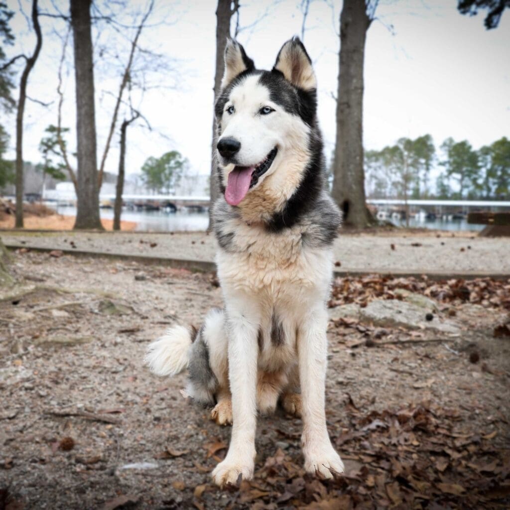 Siberian Husky sitting in a park with lake in the background