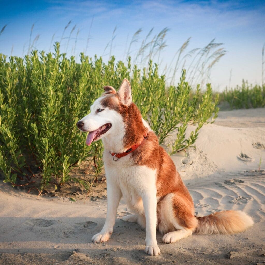 A white and red husky sitting at the beach in front of the dunes