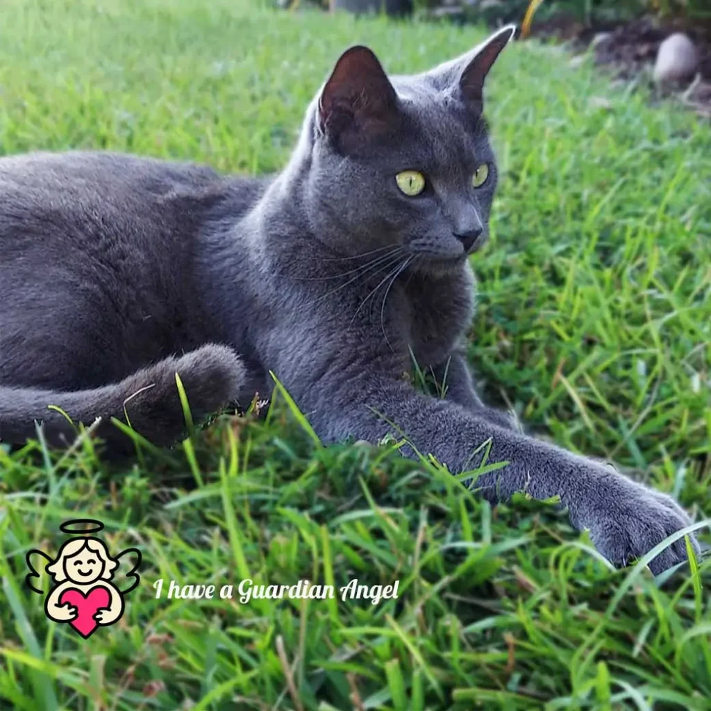 Grey cat lying in grass