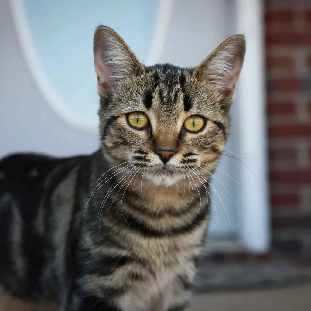 Brown tabby cat with yellow eyes portrait