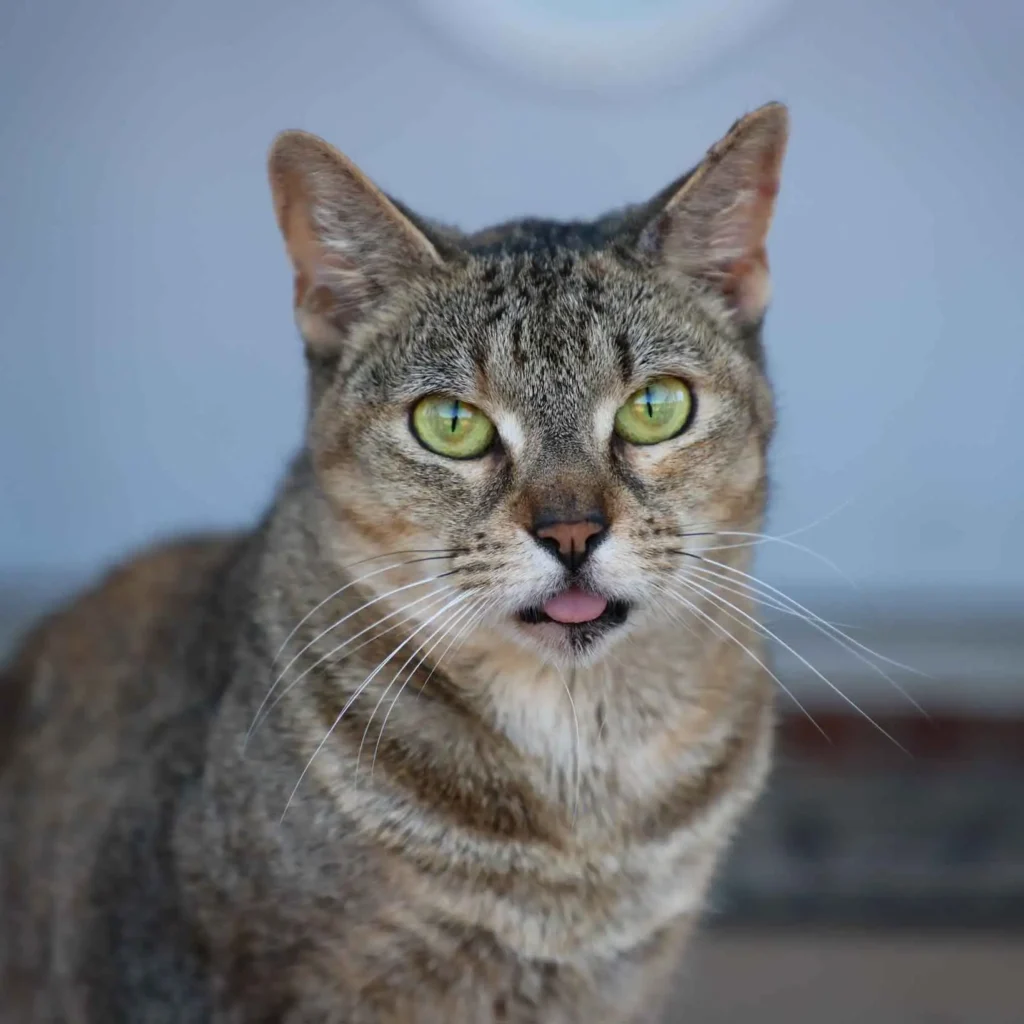 Brown tabby cat with green eyes portrait