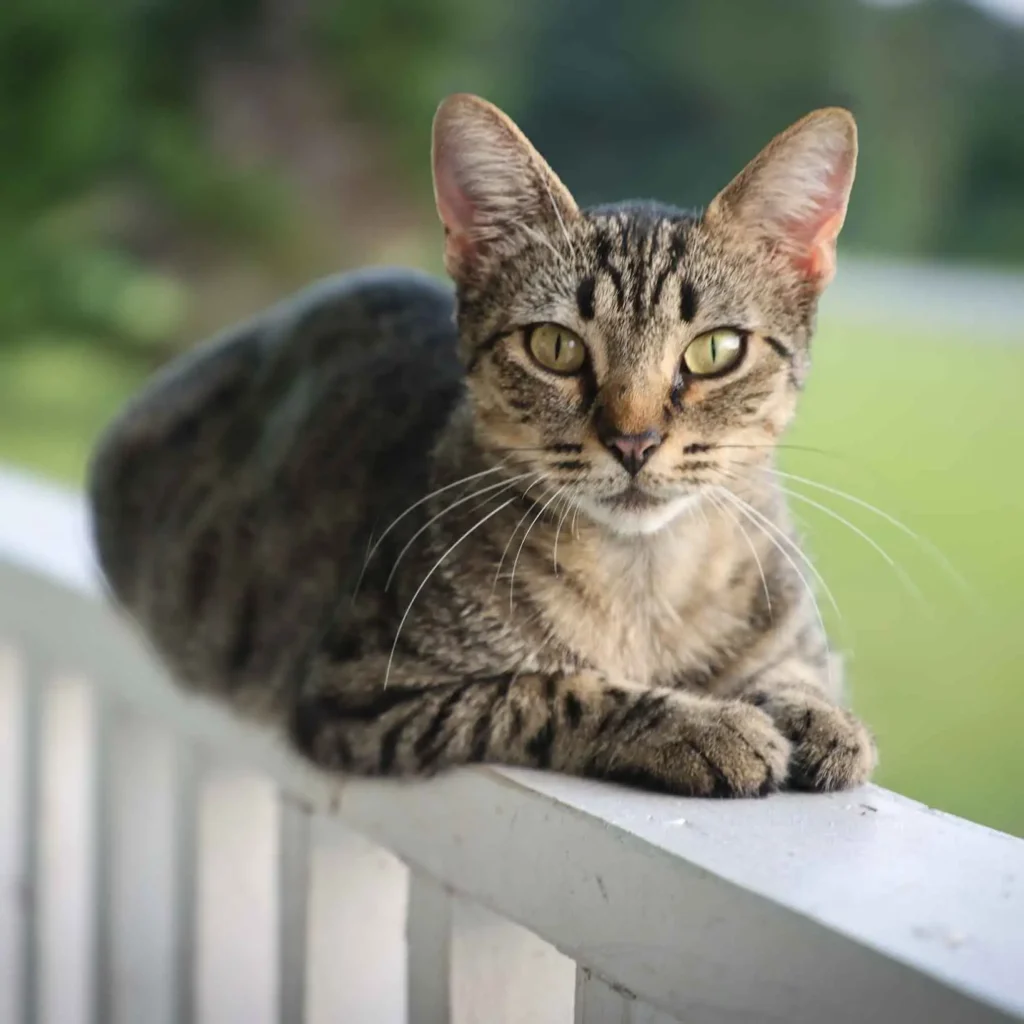 brown tabby cat sitting on porch rail