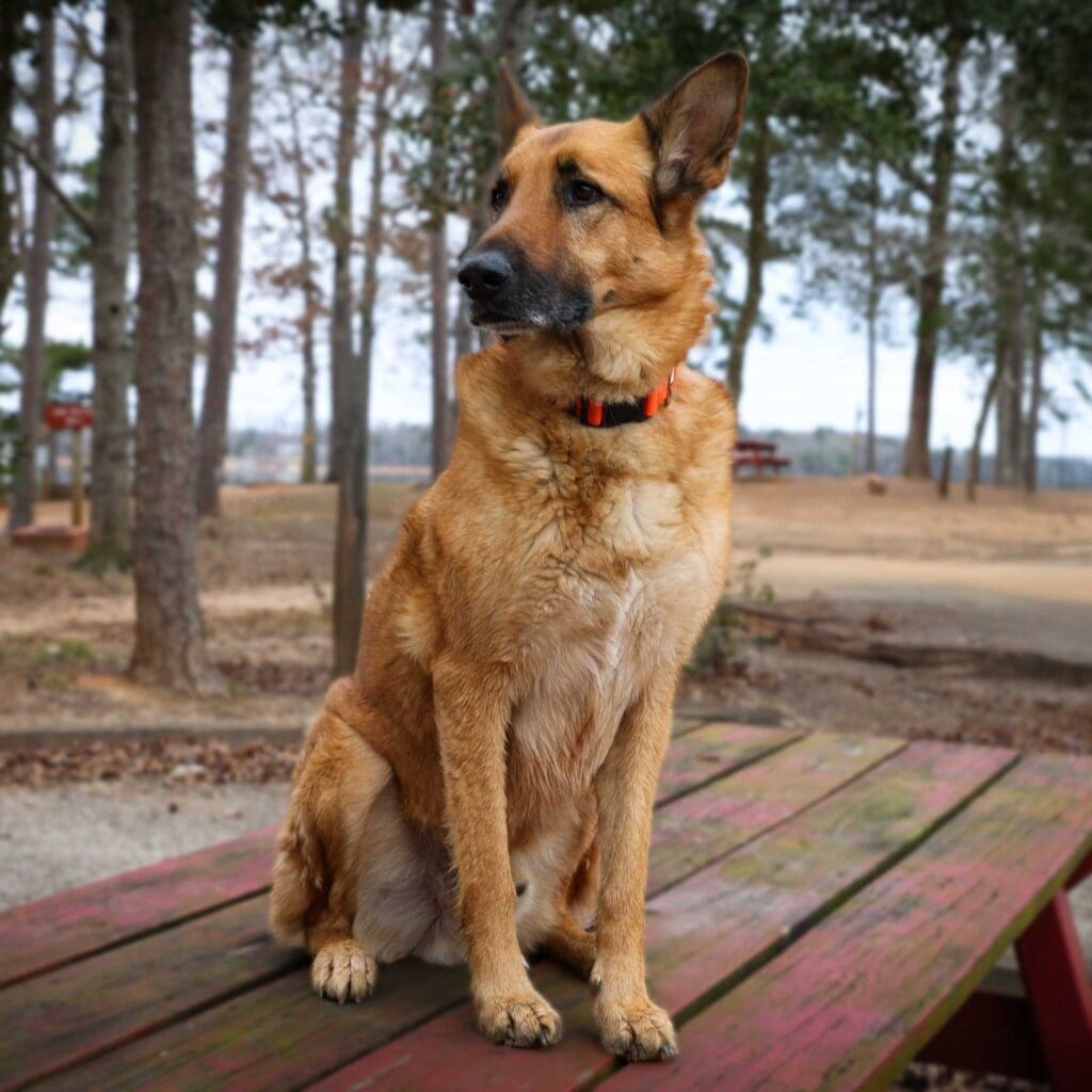 Dutch shepard dog sitting on a picknick table with a lake in the background