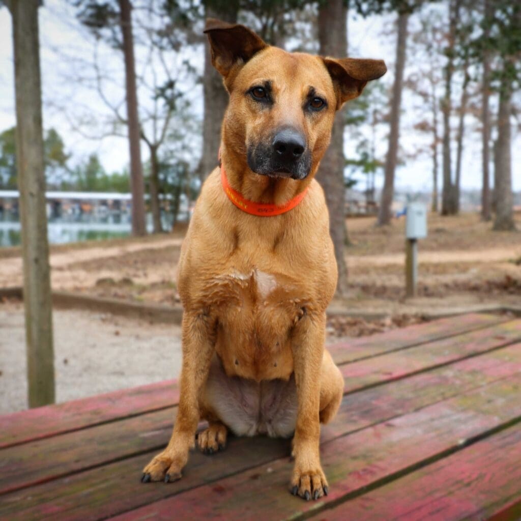 Boxer mix sitting on a picknick table with a lake in the background