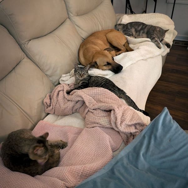 boxer mix dog sleeping on beige leather sofa with three cats