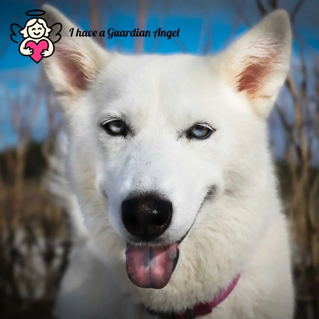 white husky smiling portrait