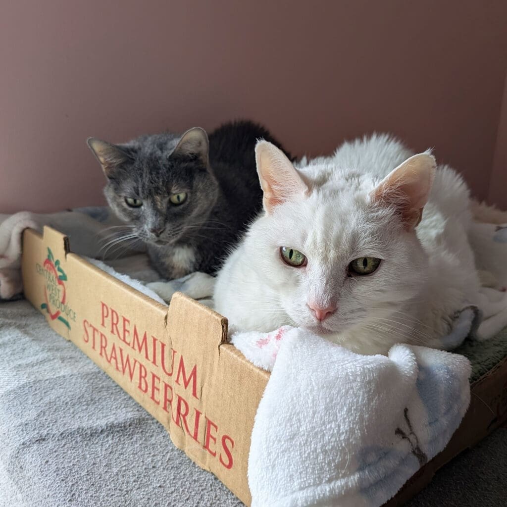 A white and a grey cat snuggling in a cat bed made from cardboard